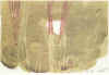 19960928_BentStubbeTeglbjaerg.jpg (50224 byte)